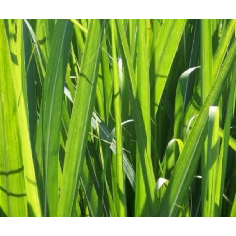 

Daun tebu merah segar 250 gram fresh-az