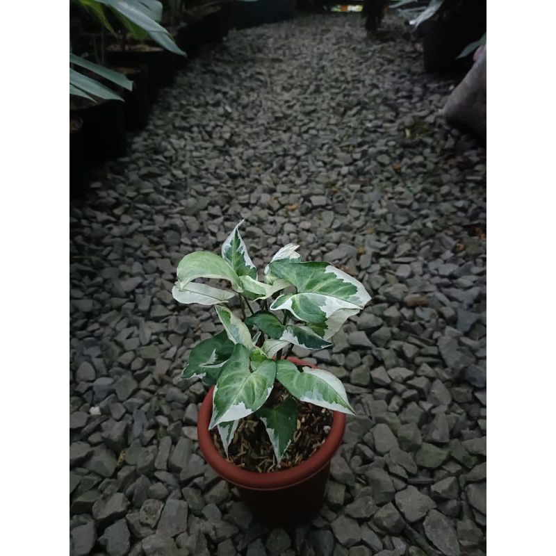 Syngonium t25