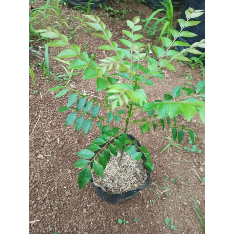 Bibit Tanaman Daun kari Daun salam koja