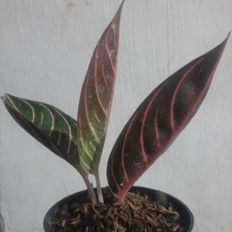 Aglonema Red Sumatra/pos