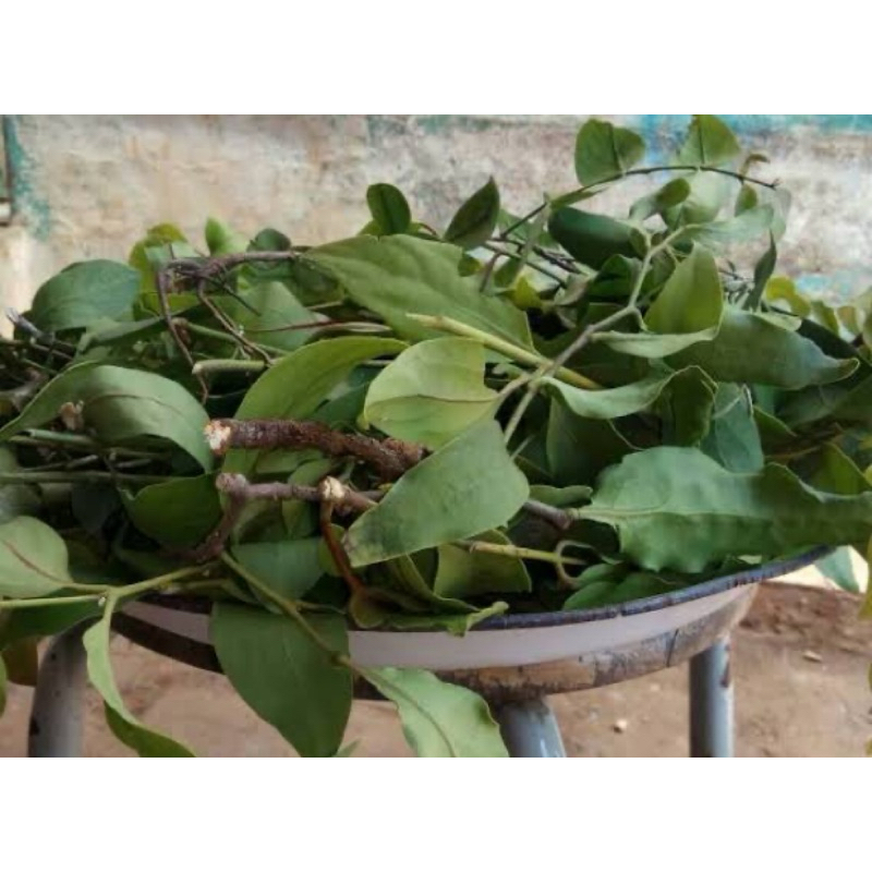 

Benalu jeruk nipis segar 500 gram petik langsung-az