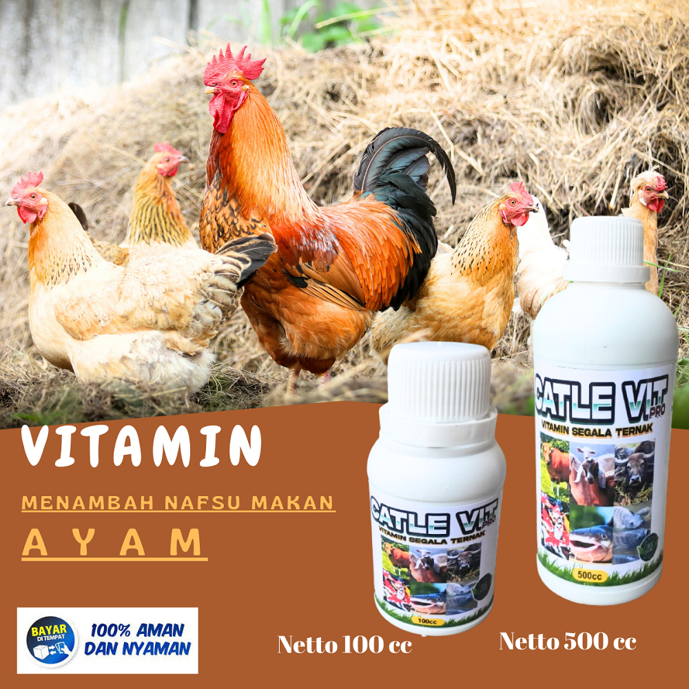 Vitamin Ayam cepat besar Untuk Ayam Kampung Ayam Bangkok Ayam Petelur ayam Aduan dan Obat Ayam