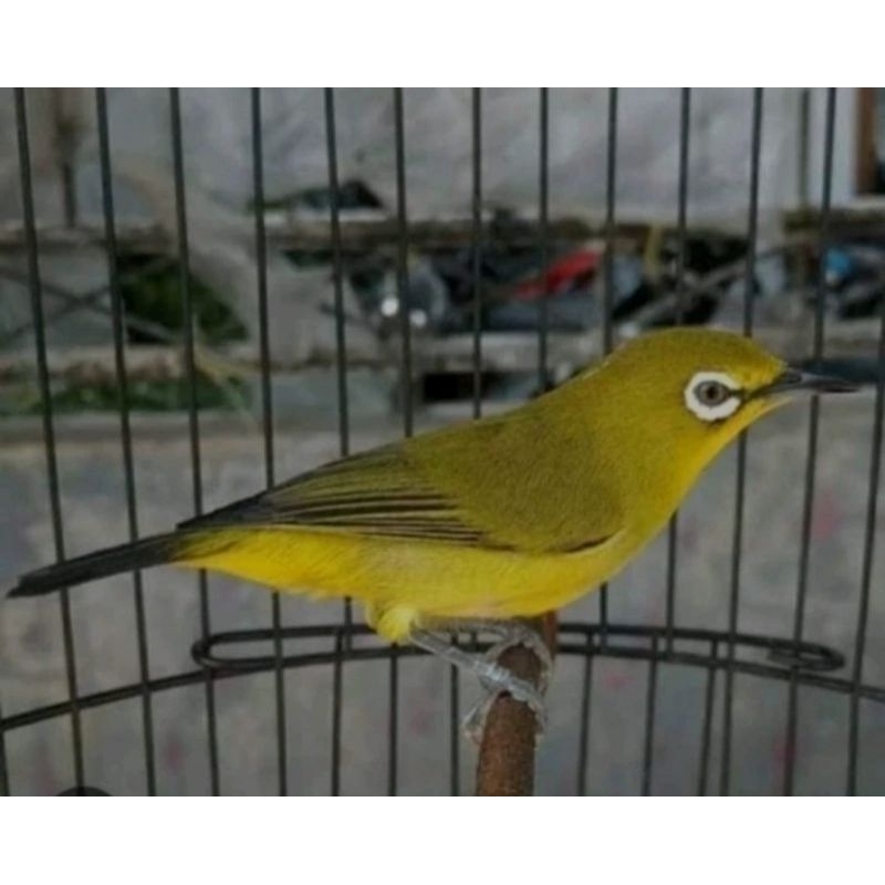 Pleci Dakun Pacitan Bahan Rawatan