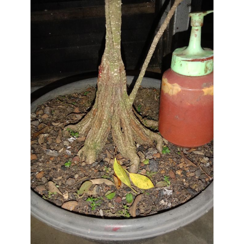 Beringin kimeng program akar