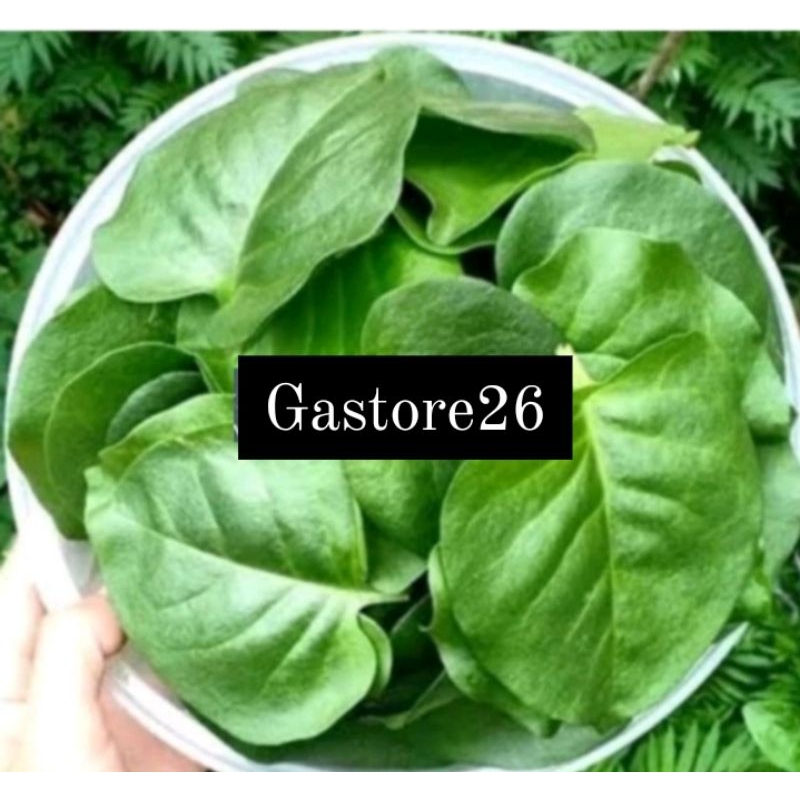 

Daun binahong segar 1kg Termurah
