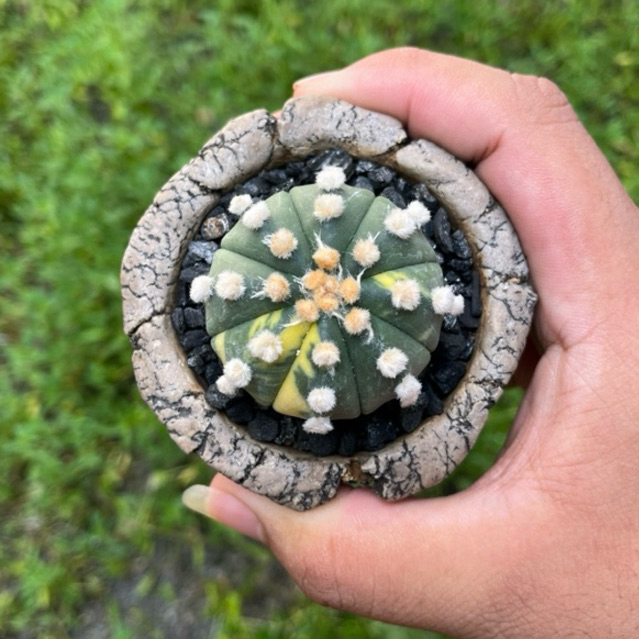 Kaktus astrophytum Oiboo Variegata