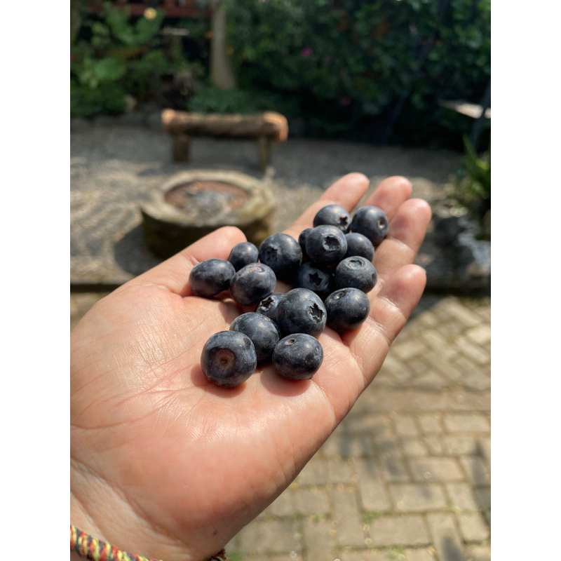 Bibit Blueberry (Highbush)