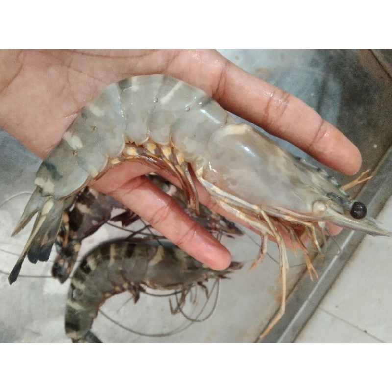 

udang windu
