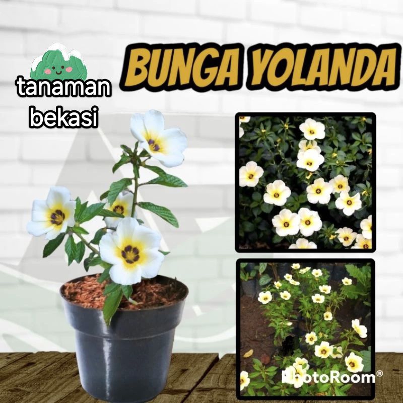 TANAMAN BUNGA YOLANDA
