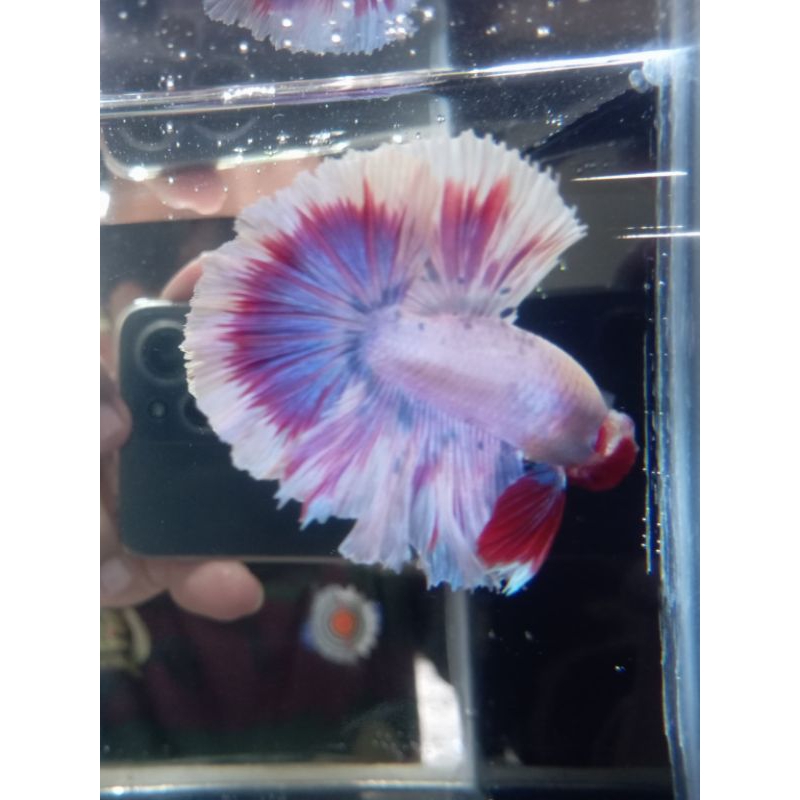 halfmom rosetail  warna mix