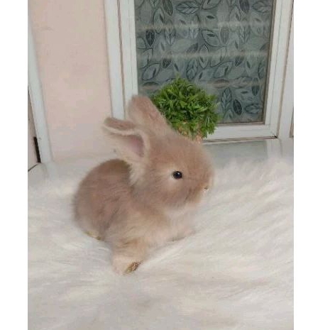 KELINCI ENGLISH ANGGORA,ENGLISH ANGGORA, EA, INGGRIS ANGGORA 1