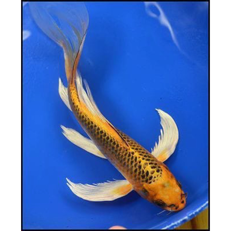 koi slayer kumpay 15-20cm