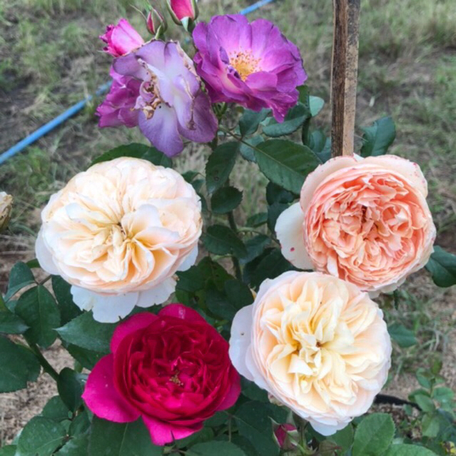 PAKET 10 POHON MAWAR IMPORT REMAJA 10 ID MAWAR IMPORT