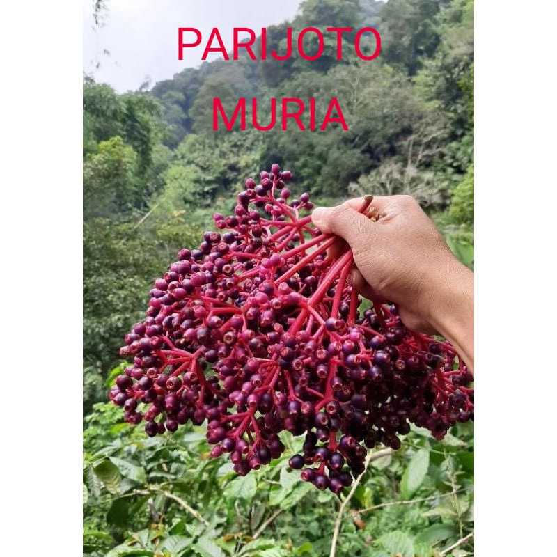 

Buah "SEGAR" parijoto muria PROMIL HERBAL PENYUBUR KANDUNGAN