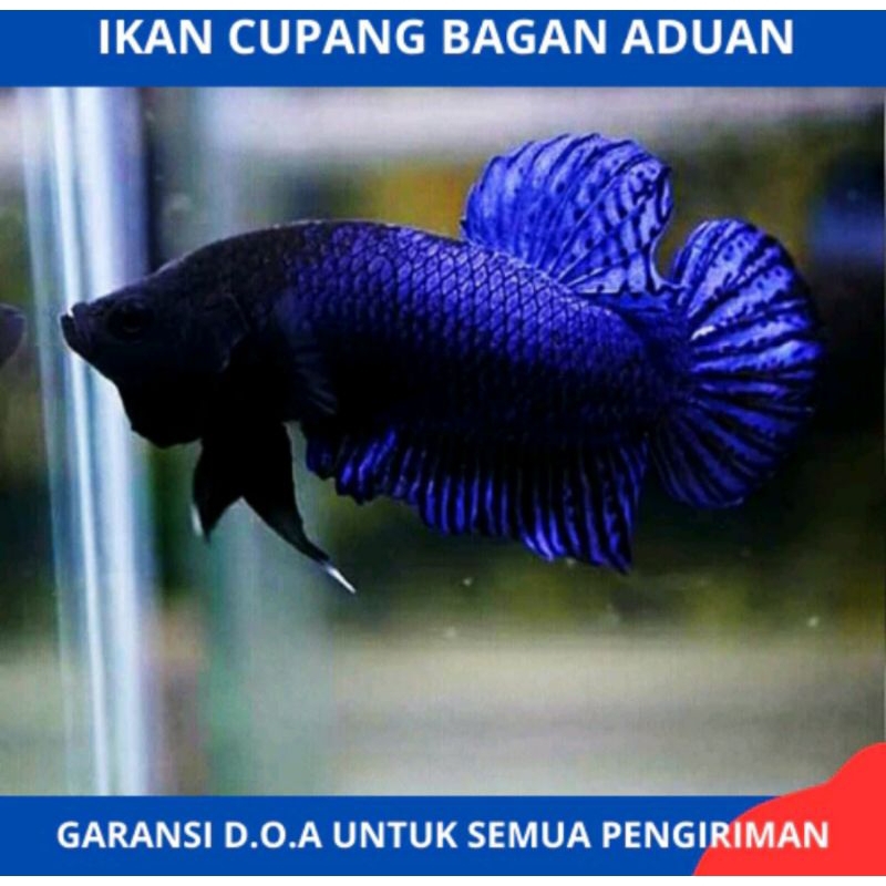 cupang bagan adu male
