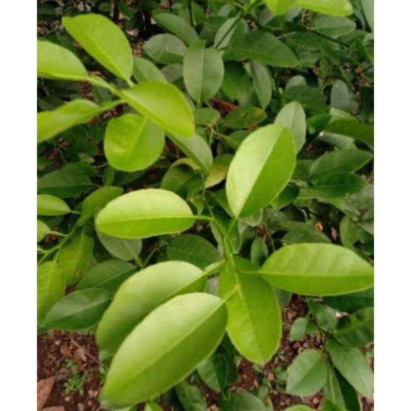 

Daun jeruk bali segar 250 gram petik langsung-az