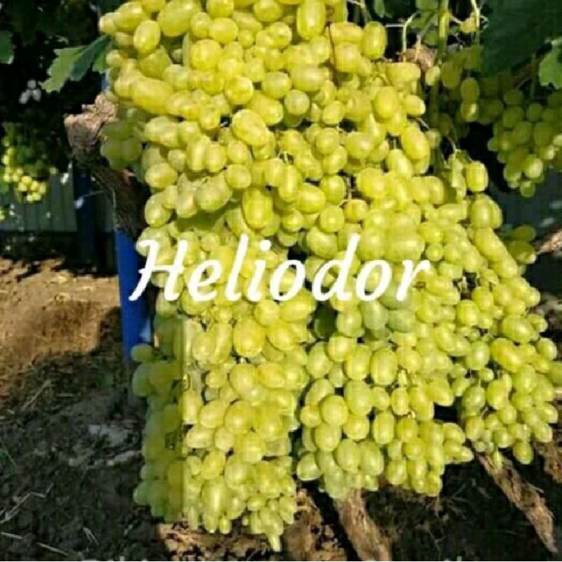 Bibit anggur import heliodor stek grafting