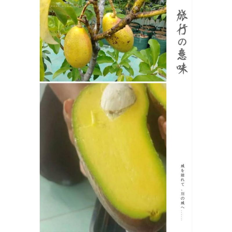 Bibit Alpukat Yellow Vietnam