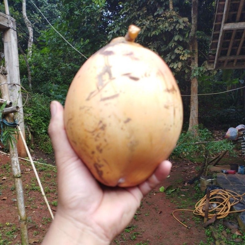 

Kelapa gading merah,air kelapa gading merah asli(cod beli 2 grts ongkir)