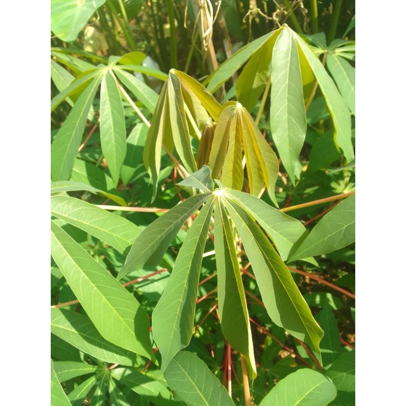

Daun Singkong Segar 500 gram