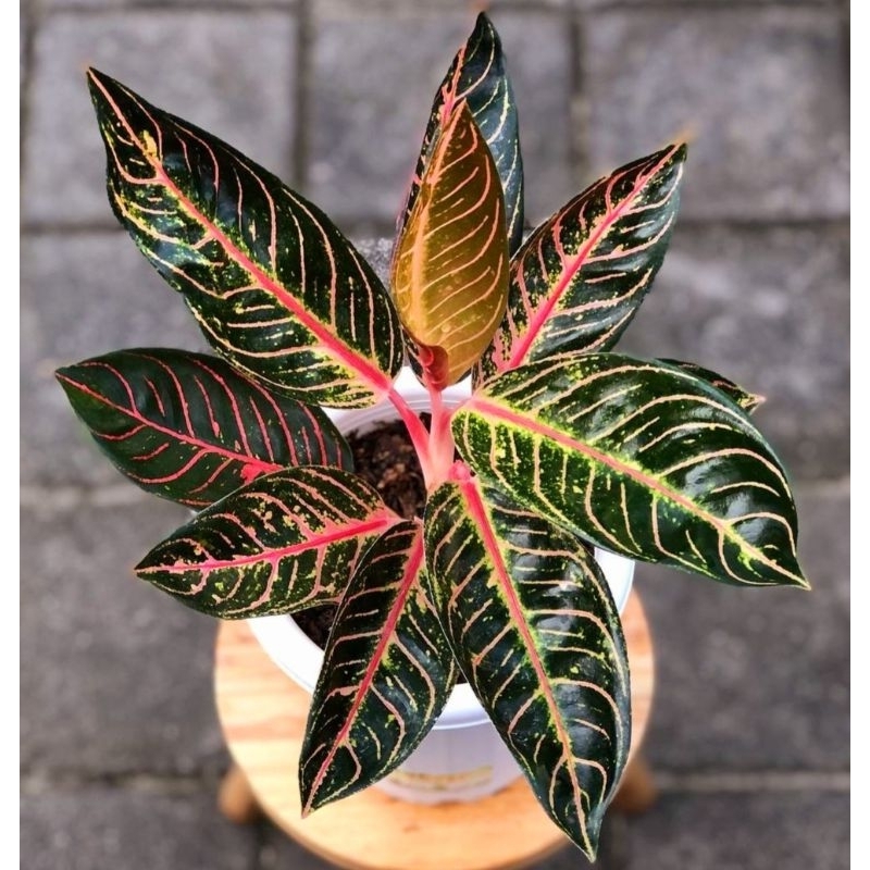 ( BISA COD ) Aglonema Red Sumatra Merah Mutasi Tanaman Hias Aglonema Aglaonema Red Sumatra Merah Mut