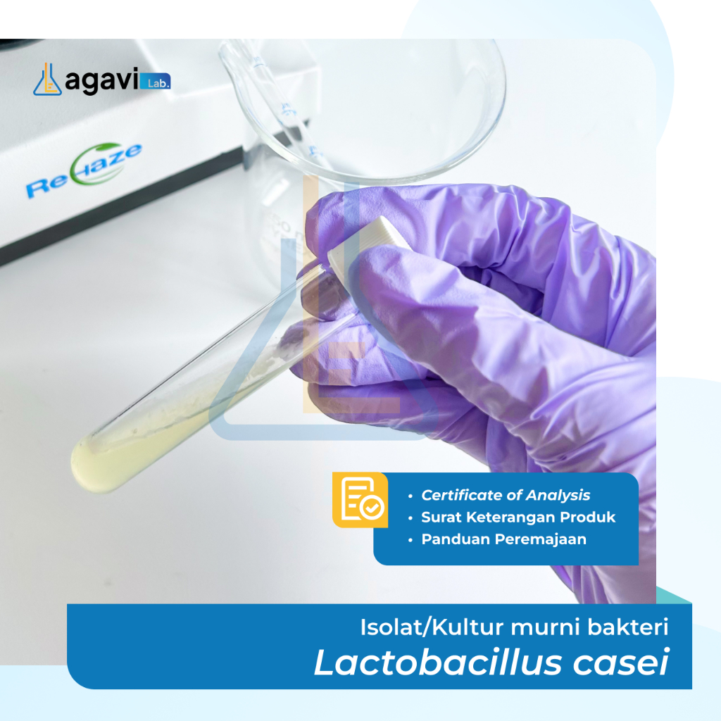 Isolat/Kultur Murni Bakteri Lactobacillus casei ATCC-393
