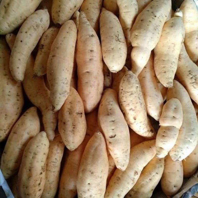 

ubi cilembu 1kg