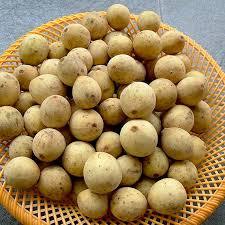 BIBIT BUAH DUKU PALEMBANG