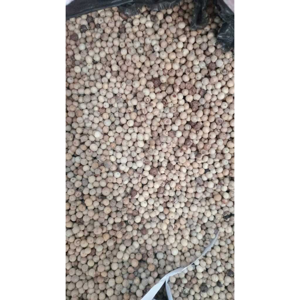 

Lada ori bangka kemasan 1kg