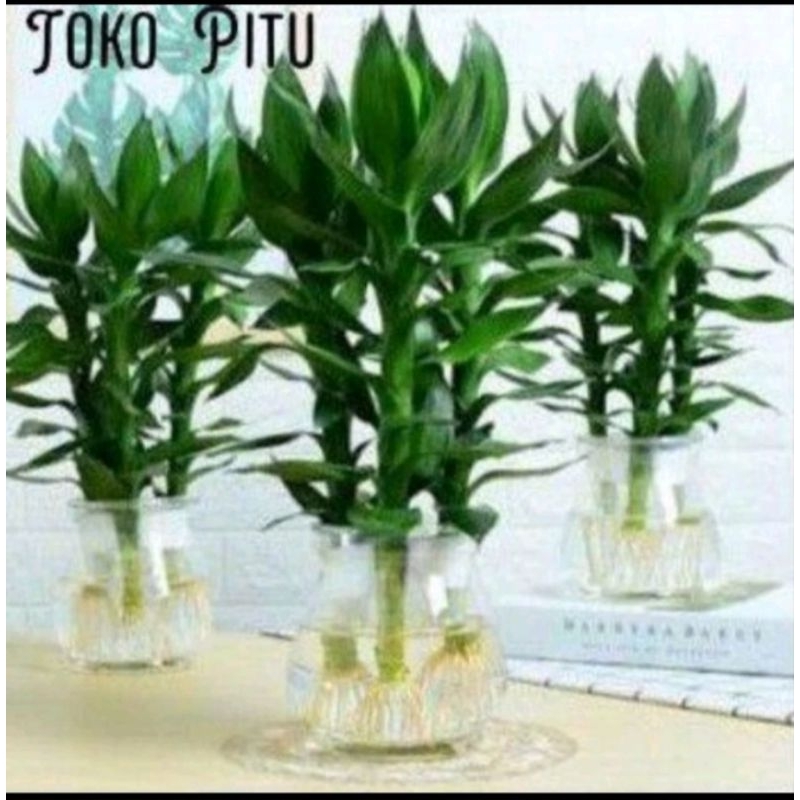 Tanaman Bambu Hoki Guanyin - Bambu Kebahagian Import Super Jumbo
