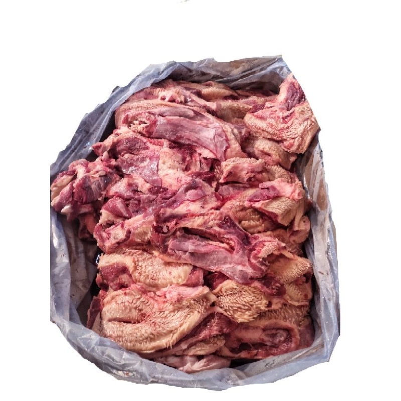 

DAGING LIPS CINGUR 500G-1KG DAGING KEPALA