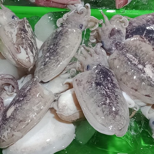 

Tosa SS_Balakutak - 500gr