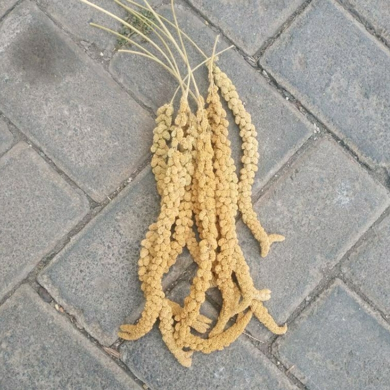 [ONDINE PETSHOP] JUWAWUT TANGKAI PAKAN HAMSTER & BURUNG