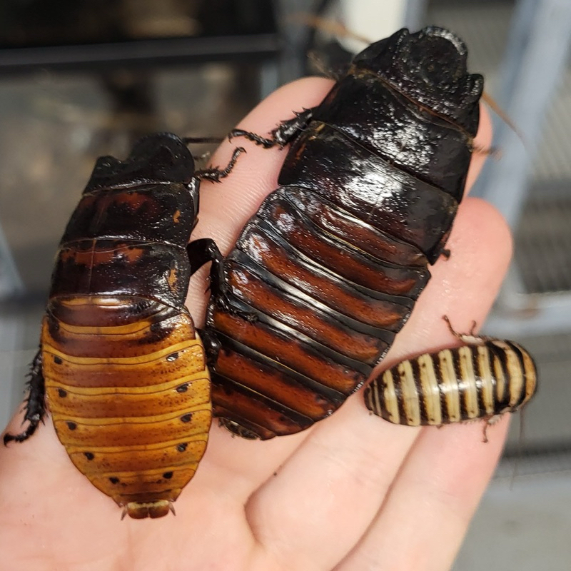 Kecoa Madagaskar atau hissing cockroach Minimal order 5 ekor, sepasang , Indukan,/ Untuk umpan, paka