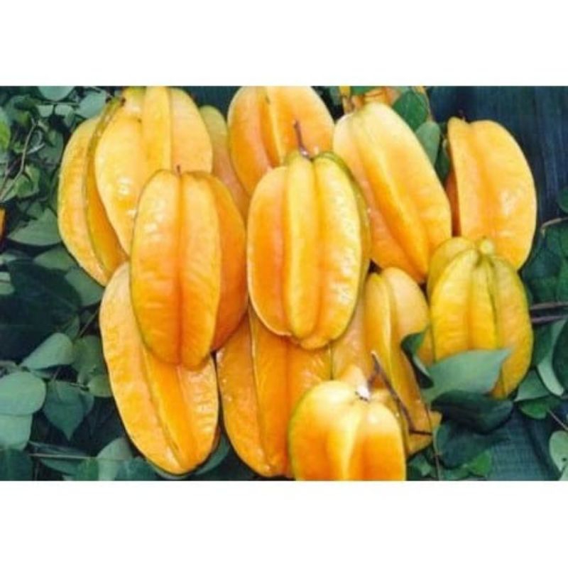 

belimbing 1kg