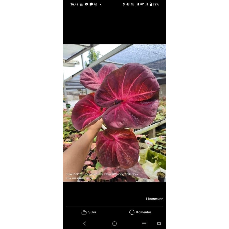 Caladium Nogogeni Phatalung