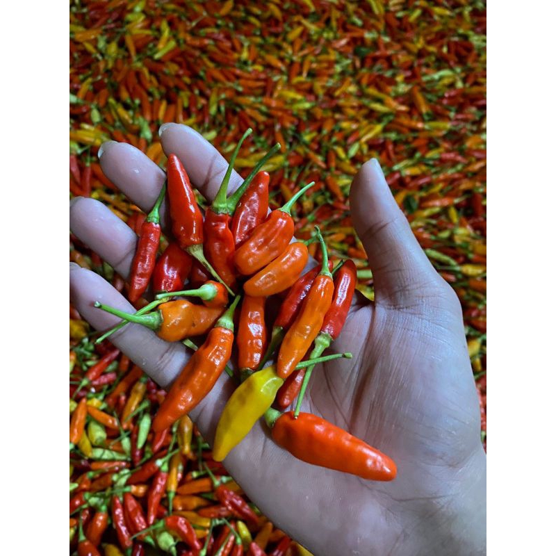 

cabai rawit merah murah pres