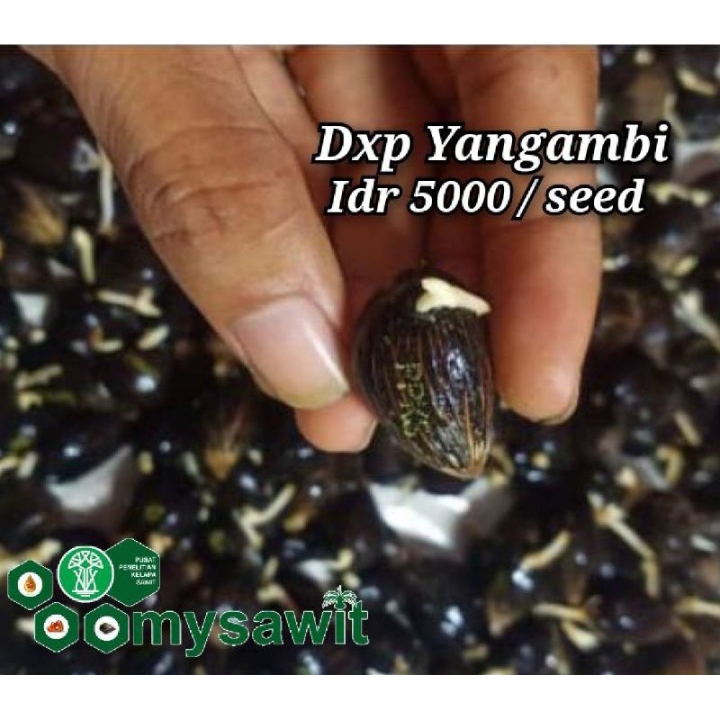 Bijian Benih bibit sawit unggul PPKS YANGAMBI ORIGINAL MEDAN