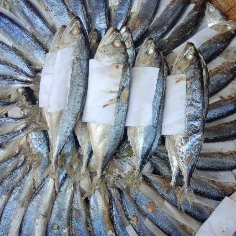 

Ikan Gembung Rebus 1 Ekor