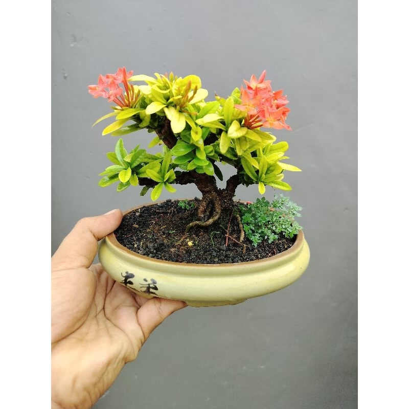 bonsai Asoka mame