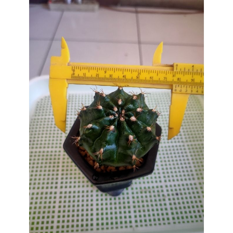MIHA HYBRIDA THAILAND SIZE BESAR INDUKAN//KAKTUS//KAKTUS IMPORT//KAKTUS MINI//KAKTUS OUTDOOR//KAKTUS