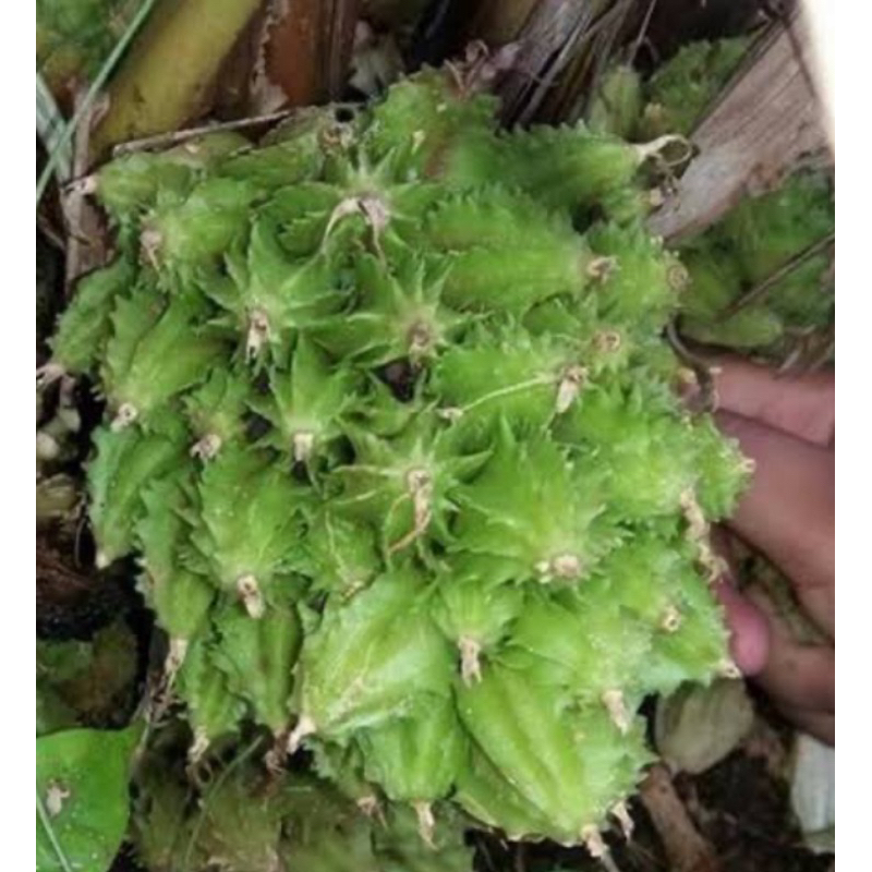 

Buah hangasa buah renggak buah wresah segar 500 gram