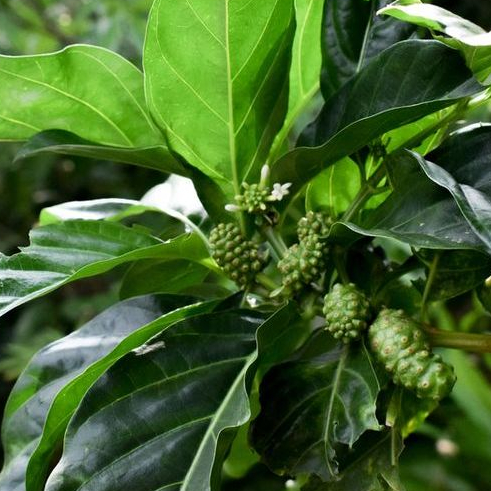 

Daun Mengkudu Segar 10 Lembar (pace / noni / Morinda citrifolia) - PESAN BARU PETIK