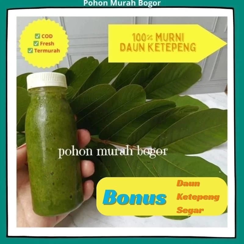 Salep ketepeng / Salep Kulit Ketepeng Cair (100 ml) + bonus daun ketepeng / Salep Kulit Ketepeng / S
