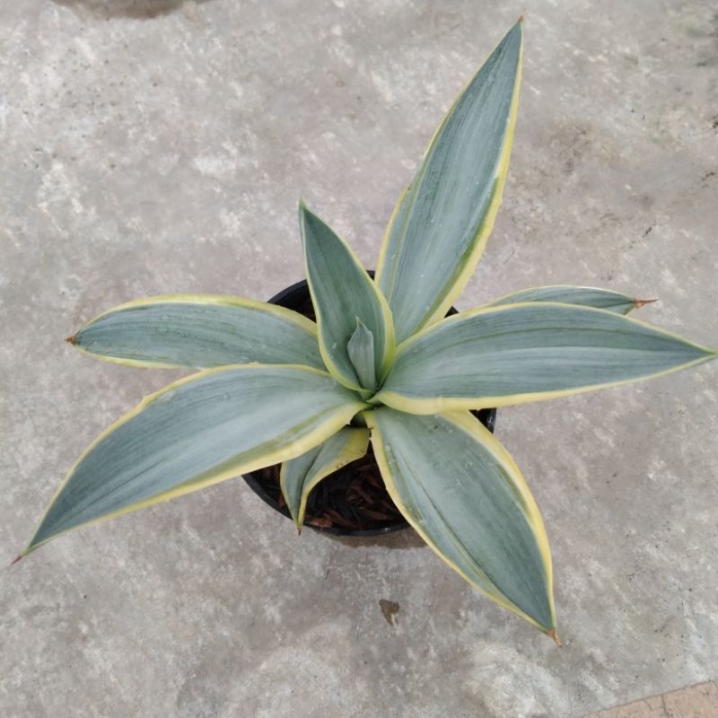 kaktus sukulen// agave 05