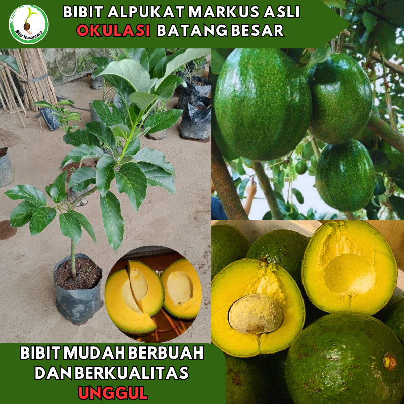 Bibit Alpukat Markus ASLI Okulasi Subur Batang Besar