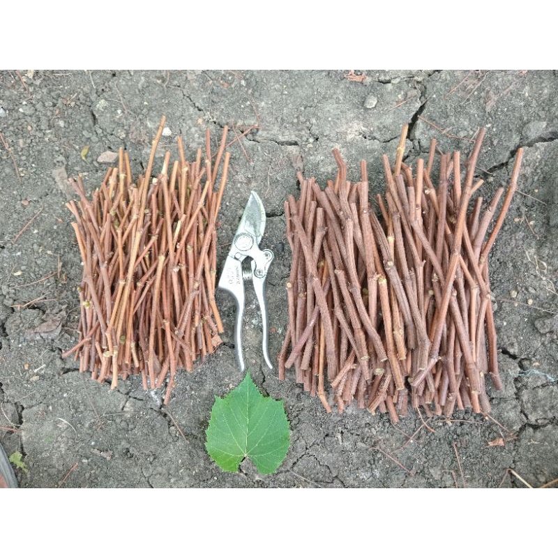 Cutting Rootstock Anggur iac 572