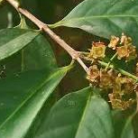 

DAUN SALAM SEGAR FRESH BAHAN MASAKAN 30 LMBR