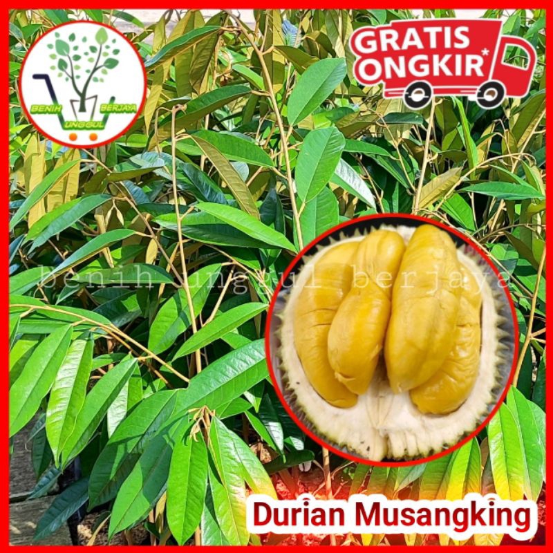 Bibit Durian Musang King