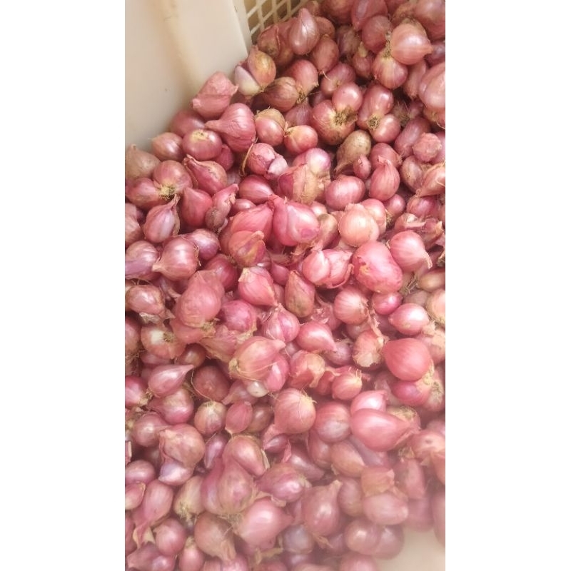 

bawang merah enrekang